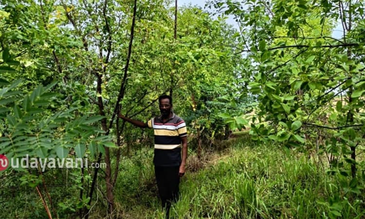 Mudhol ಸಾವಿರ ಶ್ರೀಗಂಧ ಸಸಿಗಳ ಸರದಾರ; ಅರಣ್ಯ ಕೃಷಿಯಲ್ಲಿ ಖುಷಿ ಜೀವನ ಕಂಡ‌‌ ನಾಗಪ್ಪ