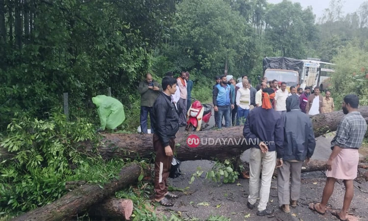 Hosanagar: ಮುಂಡಳ್ಳಿ ಸಮೀಪ ರಸ್ತೆಗೆ ಬಿದ್ದ ಬೃಹತ್ ಮರ; ಬೆಳಗ್ಗೆ 4 ಗಂಟೆ ಸಂಚಾರ ಬಂದ್