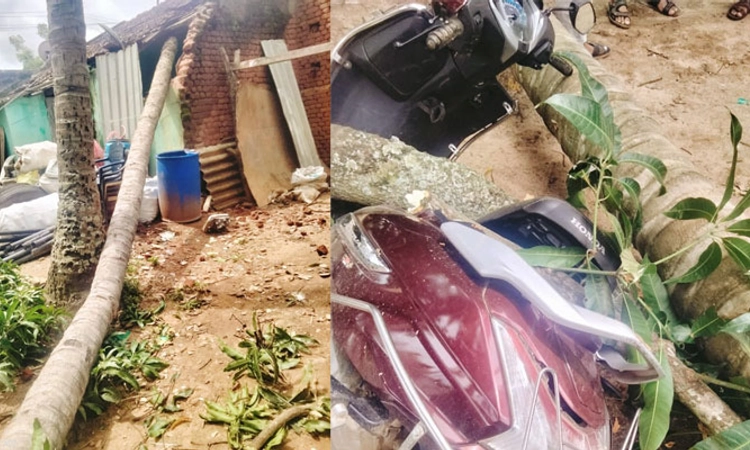 Hunsur ಬುಡಸಹಿತ ಉರುಳಿ ಬಿದ್ದ ತೆಂಗಿನ ಮರ; ಮನೆ ಛಾವಣಿಗೆ ಹಾನಿ,ಸ್ಕೂಟರ್‌ ಜಖಂ