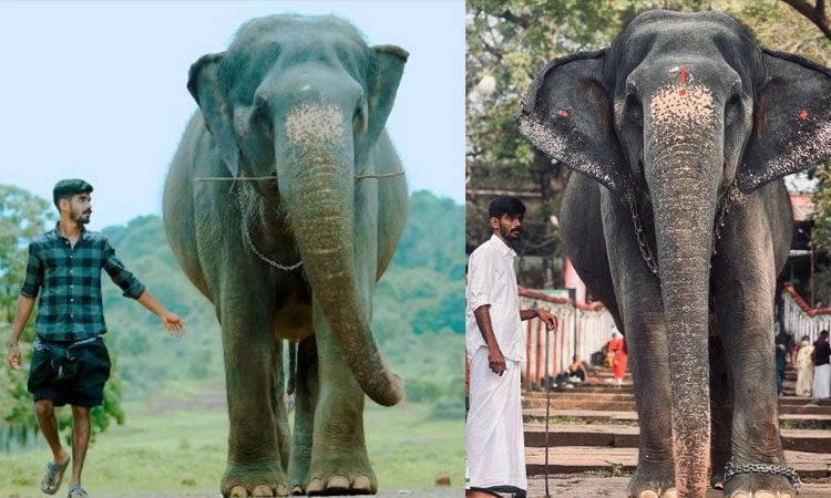ಈ ಆನೆ ಎಲ್ಲಿ ಹೋದರೂ ಇವನೇ ಬೇಕು.. ಈತನಿಗೆ ಅವಳೇ ಬೇಕು..; ಕಾವೇರಿ – ಶಿಮಿಲ್‌ ಕಥೆ ಗೊತ್ತಾ?