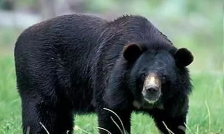 Ramanagara: ಮಳೆಗೆ ಗವಿಯ ಆಸರೆ ಪಡೆದಿದ್ದ ವ್ಯಕ್ತಿ ಮೇಲೆ ಕರಡಿ ದಾಳಿ