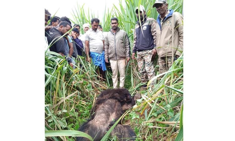 Gundlupet: ಸಿಡಿಮದ್ದು ಸಿಡಿದು ಕರಡಿ ಮೃತ್ಯು