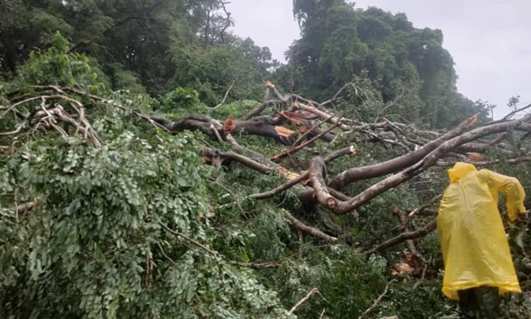 Arasalu: ಅದೇ ಸ್ಥಳದಲ್ಲಿ ಬಿತ್ತು ಮತ್ತೊಂದು ಮರ; ರೈಲು ಸಂಚಾರದಲ್ಲಿ ಮತ್ತೆ ವ್ಯತ್ಯಯ