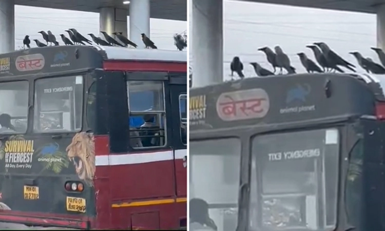 Crow-ded Bus: Best ಬಸ್ಸಲ್ಲಿ ಕಾಗೆಗಳ ಸವಾರಿ… ನೆಟ್ಟಿಗರಿಂದ ಬೆಸ್ಟ್ ಬೆಸ್ಟ್ ಕಾಮೆಂಟ್ಸ್