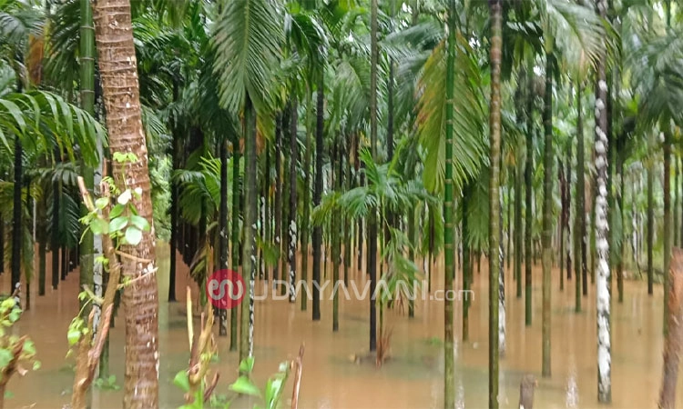 Bantwala: ನೇತ್ರಾವತಿ ನದಿ ನೀರಿನ ಮಟ್ಟ ಏರಿಕೆ, ನದಿ ಪಾತ್ರದ ಗಾಮಗಳ ತೋಟಗಳಿಗೆ ನೀರು