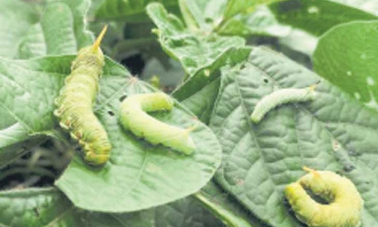 ಲಕ್ಷ್ಮೇಶ್ವರ: ಹೆಸರಿಗೆ ಕೊಂಬಿನ ಹುಳು ಕೀಟಬಾಧೆ