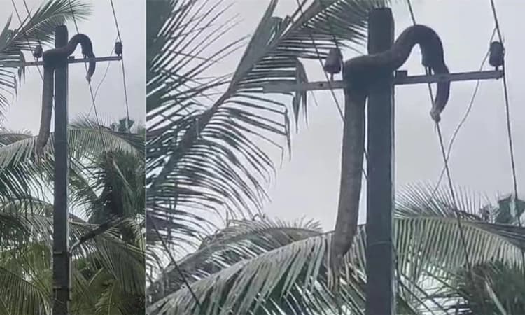 Ullal ವಿದ್ಯುತ್‌ ಕಂಬ ಏರಿದ ಹೆಬ್ಬಾವು; ತಂತಿ ಸ್ಪರ್ಶಿಸಿ ಸಾವು