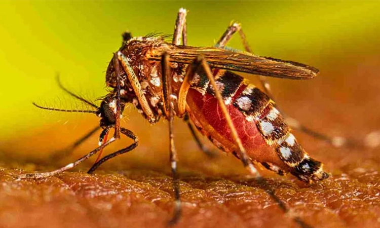 Shimoga; ಮಾರಾಣಾಂತಿಕ ಡೆಂಗ್ಯೂ; ವಾರದ ಅವಧಿಯಲ್ಲಿ ರಿಪ್ಪನ್‌ಪೇಟೆಯಲ್ಲಿ ಎರಡನೇ ಬಲಿ