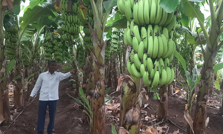 Agriculture; ಬಾಳೆ ಬೆಳೆದು ಗೆದ್ದ ಬಸವನಾಡಿನ ರೈತ: ಆದಾಯ ಕಂಡು ಐಟಿ ಅಧಿಕಾರಿಗಳೇ ದಂಗು!!