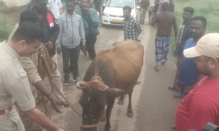 ರಸ್ತೆಯಲ್ಲಿ ಓಡಾಡುತ್ತಿದ್ದ ಬಿಡಾಡಿ ದನಗಳನ್ನು ಹಿಡಿದು ಗೋಶಾಲೆಗೆ ಸೇರಿಸಿದ ಪೊಲೀಸರು
