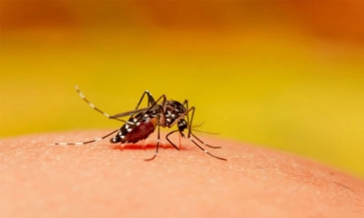 Dengue Fever: ಡೆಂಘೀ ನಿರ್ಲಕ್ಷ್ಯ ಸಲ್ಲ, ಎಚ್ಚರ ತಪ್ಪಿದ್ರೆ ಅಪಾಯ