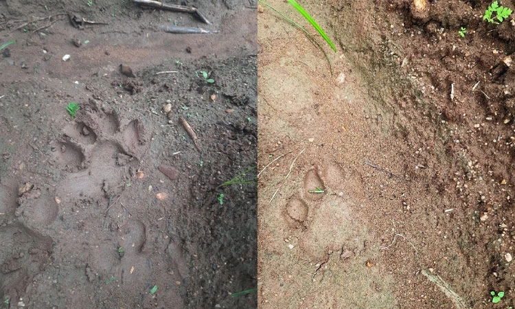 Hunsur: ಕೂಂಬಿಂಗ್‌ಗೂ ಪತ್ತೆಯಾಗದ ಚಾಣಾಕ್ಷ ಹುಲಿ; ಗ್ರಾಮಸ್ಥರಲ್ಲಿ ಹೆಚ್ಚಿದ ಆತಂಕ