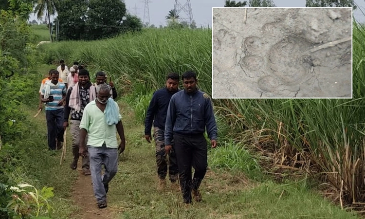 Leopard: ಮುಧೋಳ ತಾಲೂಕಿನ ಕಿಶೋರಿ ಭಾಗದಲ್ಲಿ ಚಿರತೆ ಸಂಚಲನ… ಅಧಿಕಾರಿಗಳಿಂದ ಕಾರ್ಯಾಚರಣೆ