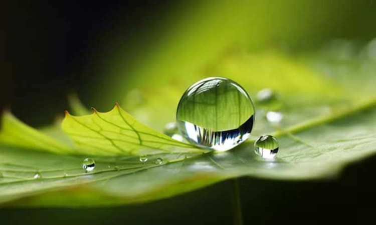 Desi Swara: ಹೊನ್ನುಡಿ- ನಮ್ಮಲ್ಲಿನ ಅಹಂಕಾರ ಕಳೆಯಬೇಕು…