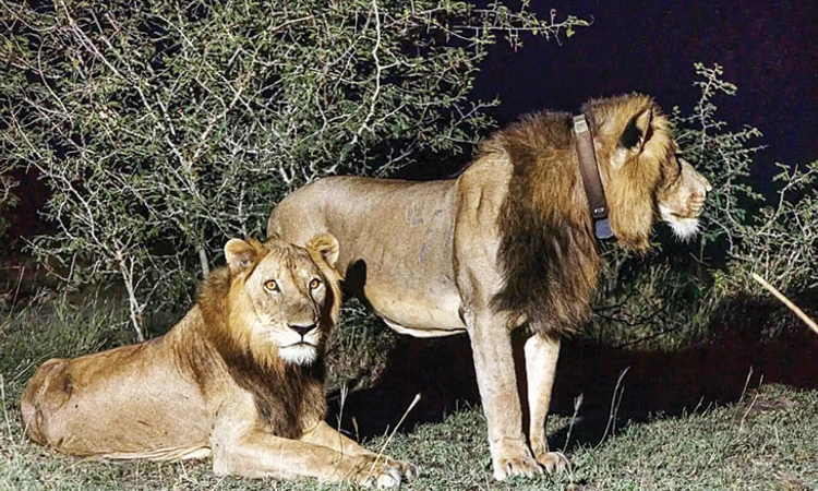 Record; ಸಂಗಾತಿ ಹುಡುಕಾಟಕ್ಕಾಗಿ ಸಿಂಹಗಳ ಈಜು