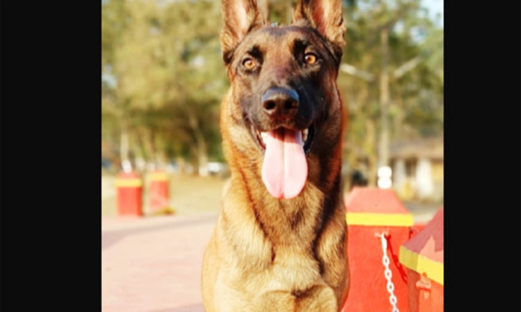 Police Dog ಮಡಿಕೇರಿ: ಕಳ್ಳನನ್ನು ಪತ್ತೆಹಚ್ಚಿದ ಪೊಲೀಸ್‌ ಶ್ವಾನ