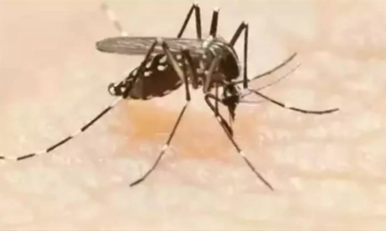 Dengue case ನೀರು ನಿಲ್ಲದಂತೆ ನಿಗಾ ವಹಿಸಿ: ಅಪರ ಜಿಲ್ಲಾಧಿಕಾರಿ