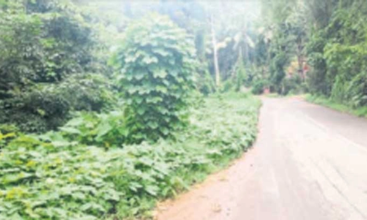 ರಸ್ತೆಯನ್ನೇ ನುಂಗಿ ಹಾಕಿದ ರಬ್ಬರ್‌ ತೋಟದ ಕಳೆನಾಶಕ ಬಳ್ಳಿ