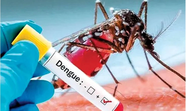 Danger Dengue: ಮತ್ತೆ 185 ಹೊಸ ಡೆಂಗ್ಯೂ ಪತ್ತೆ