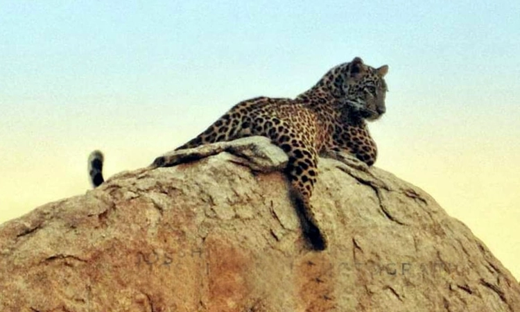 Leopard: ಹಂಪಿಯಲ್ಲಿ ಪದೇ ಪದೇ ಕಾಣಿಸಿಕೊಳ್ಳುವ ಚಿರತೆ… ಪ್ರವಾಸಿಗರಲ್ಲಿ ಆತಂಕ