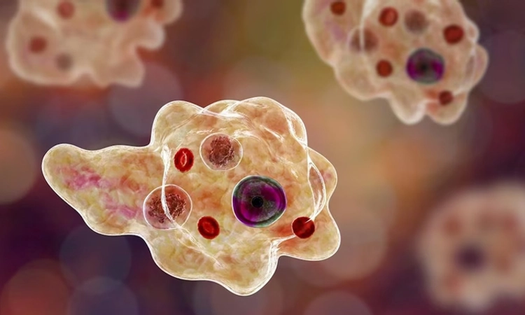 Brain Eating Amoeba: ಮೆದುಳು ತಿನ್ನೋ ಅಮೀಬಾ… ಕೇರಳದಲ್ಲಿ 4ನೇ ಕೇಸು ಪತ್ತೆ