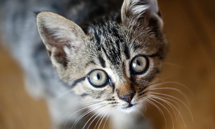 Thane: ಬೆಕ್ಕು ಕೊಂದ ಆರೋಪ… ಅಪರಿಚಿತ ಮಹಿಳೆ ವಿರುದ್ಧ ಕೇಸು