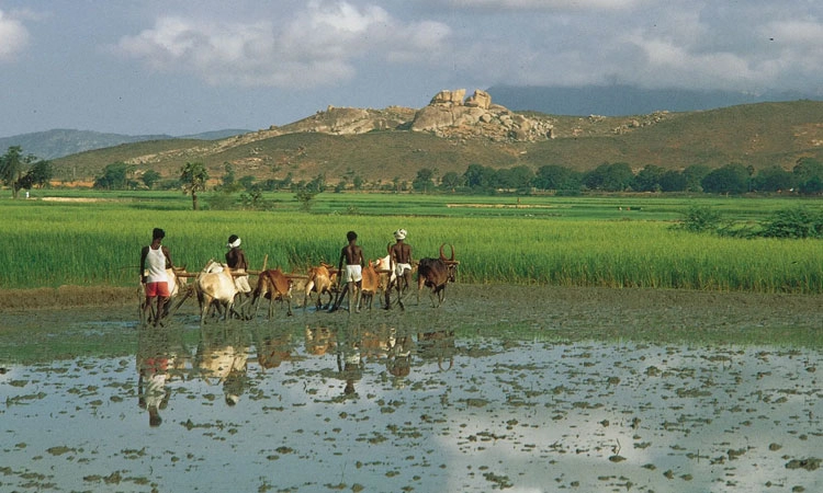 Agriculture: ಗ್ರಾಮೀಣ ಬದುಕಿನ ಚಾವಡಿ ಚರ್ಚೆ; ಕೇವಲ ನೆನಪು