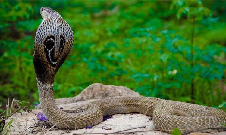 Snake ಕುಂಬಳೆ: ನಾಗರ ಹಾವು ಕಡಿತ; ಮಹಿಳೆ ಸಾವು