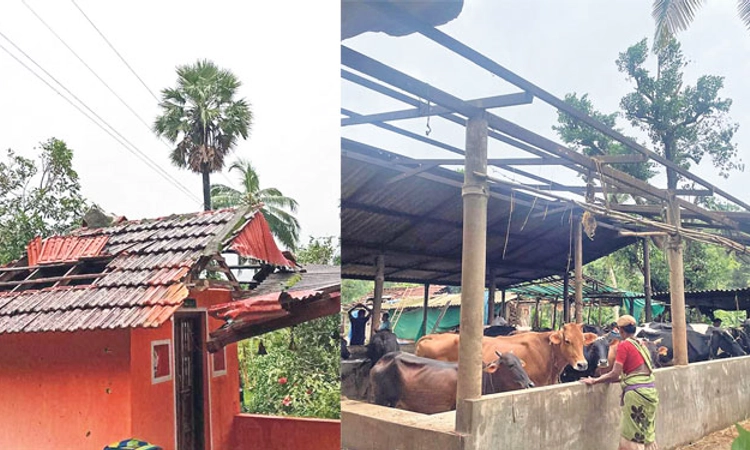 Rain ಕಬ್ಬಿನಾಲೆ, ಸಿದ್ದಾಪುರ: ಸುಂಟರಗಾಳಿಗೆ ಅಪಾರ ಹಾನಿ