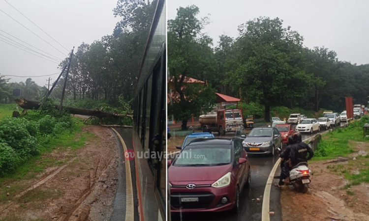 Traffic Jam: ದೇವರಕೊಲ್ಲಿ ಬಳಿ ಮರ ಬಿದ್ದು ಮೈಸೂರು – ಮಾಣಿ ರಾಷ್ಟ್ರೀಯ ಹೆದ್ದಾರಿ ಬಂದ್…