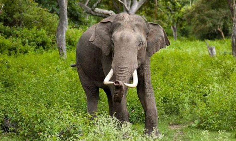 Dandeli: ಅರಣ್ಯ ಪ್ರದೇಶದಲ್ಲಿ ಆನೆ ದಾಳಿ : ಓರ್ವನಿಗೆ ಗಾಯ, ಚಿಕಿತ್ಸೆಗೆ ದಾಖಲು
