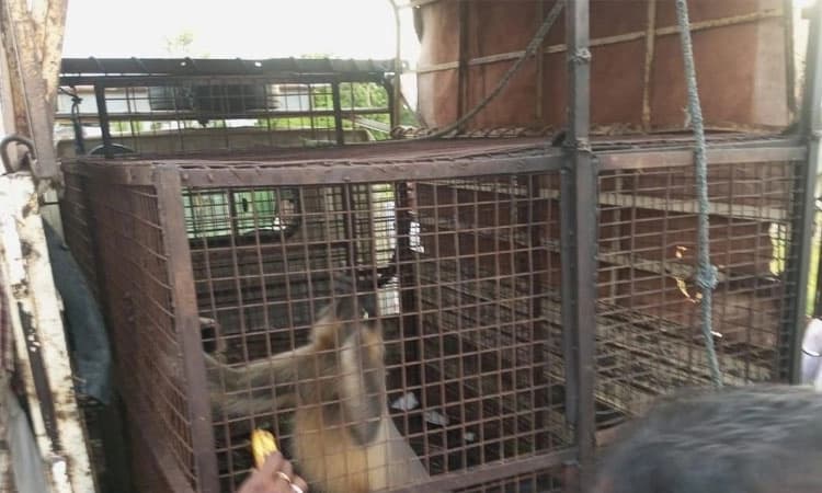 Kushtagi: ಕಳೆದೆರೆಡು ದಿನಗಳಿಂದ ಗ್ರಾಮಸ್ಥರಲ್ಲಿ ಆತಂಕ ಸೃಷ್ಟಿಸಿದ್ದ ಕೋತಿ ಸೆರೆ