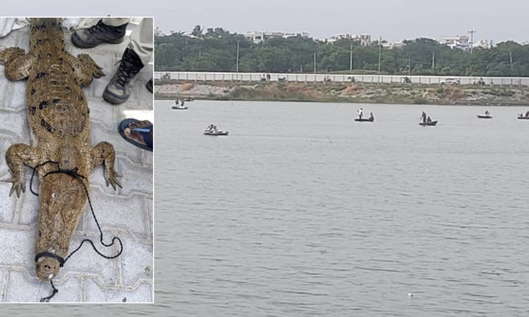 Kampli: ಅರಣ್ಯ ಇಲಾಖೆಯ ಬಲೆಗೆ ಬೀಳದ ಮೊಸಳೆ ಮಿನುಗಾರರ ಬಲೆಗೆ ಬಿತ್ತು…