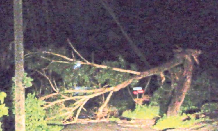 Rain ಕರಾವಳಿಯಾದ್ಯಂತ ಉತ್ತಮ ಮಳೆ: ಮರಬಿದ್ದು ವಿದ್ಯುತ್‌ ವ್ಯತ್ಯಯ