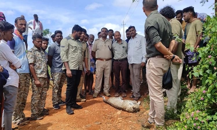 Bandipur: ವಿದ್ಯುತ್ ಸ್ಪರ್ಶದಿಂದ ಹೆಣ್ಣು ಚಿರತೆ ಸಾವು