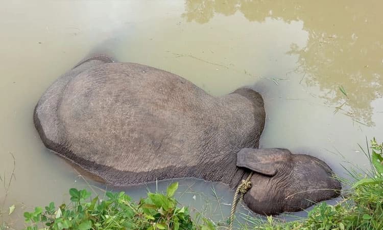 Madikeri: ಕಾಫಿ ತೋಟದ ಕೆರೆಗೆ ಬಿದ್ದು ಕಾಡಾನೆ ಸಾವು