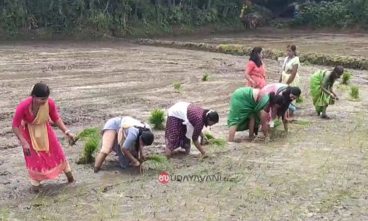 Thekkatte: ಕೃಷಿ ಸಖಿಯರಿಂದ ಹಡಿಲು ಭೂಮಿಯಲ್ಲಿ ಭತ್ತದ ಸಾಲು ನಾಟಿ ಪ್ರಾತ್ಯಕ್ಷಿಕೆ