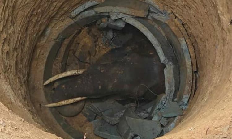 Madikeri: ಬಾವಿಗೆ ಬಿದ್ದು ಕಾಡಾನೆ ಸಾವು