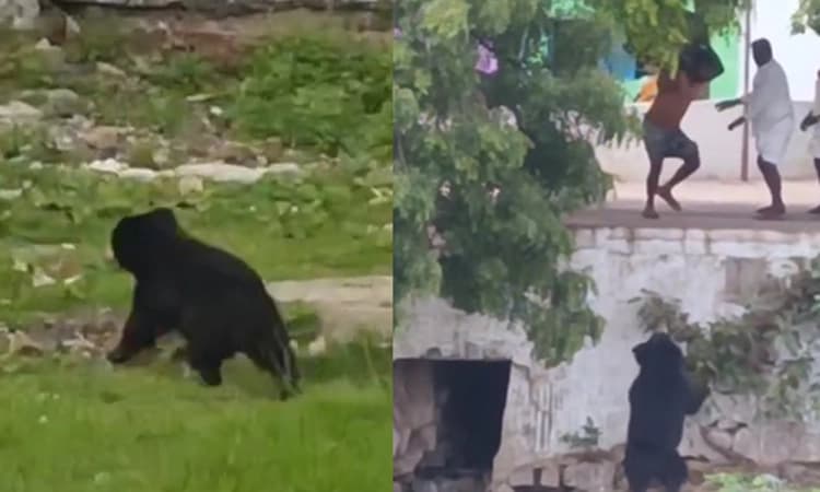 Bears: ದೇವಸಮುದ್ರ ಗ್ರಾಮದಲ್ಲಿ ಬೆಳ್ಳಂಬೆಳಿಗ್ಗೆ ಜಾಂಬವಂತರ ದರ್ಶನ, ಭಯಭೀತರಾದ ನಾಗರಿಕರು