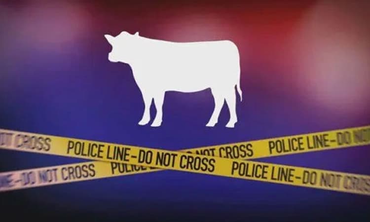 Dendoor Katte: ಪ್ರತ್ಯೇಕ ಪ್ರಕರಣಗಳಲ್ಲಿ ಅಕ್ರಮವಾಗಿ ಸಾಗಿಸುತ್ತಿದ್ದ 2 ಹಸು, 1 ಕರು ಪತ್ತೆ