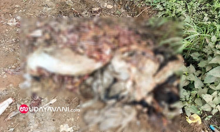 Bantwala: ಚರಂಡಿಯಲ್ಲಿ ಪ್ರಾಣಿಯ ಅವಶೇಷಗಳು ಪತ್ತೆ