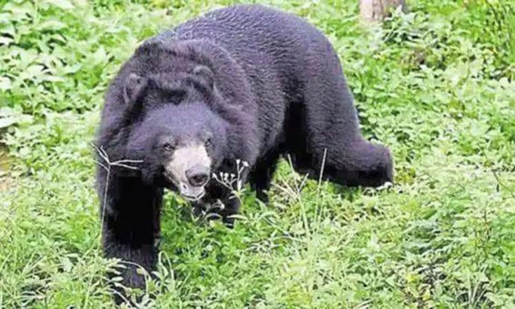 Jagalur ; ರೈತನ ಮೇಲೆ ಏಕಕಾಲಕ್ಕೆ ದಾಳಿ ಮಾಡಿದ ಮೂರು ಕರಡಿಗಳು