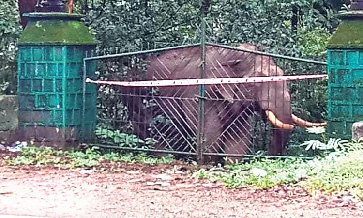 Charmady Ghat: ಎರಡನೇ ದಿನವೂ ಕಾಡಾನೆ ಪ್ರತ್ಯಕ್ಷ