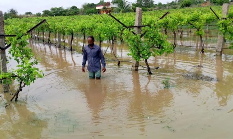 Vijayapura: ಮೃಗಶಿರಕ್ಕೆ ಮೈದುಂಬಿದ ನದಿ-ತೊರೆಗಳು: ಅನ್ನದಾತನ ಮೊಗದಲ್ಲಿ ಹರ್ಷ