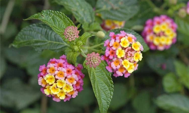 UV Fusion: ಲಂಟಾನ ಕಲಿಸುವ ಪಾಠ