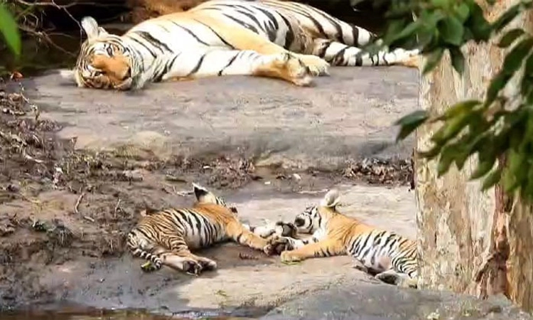 Bandipur: ಮರಿಗಳ ಜತೆ ನಿದ್ರೆಗೆ ಜಾರಿದ ತಾಯಿ ಹುಲಿಯ ದೃಶ್ಯ ವೈರಲ್