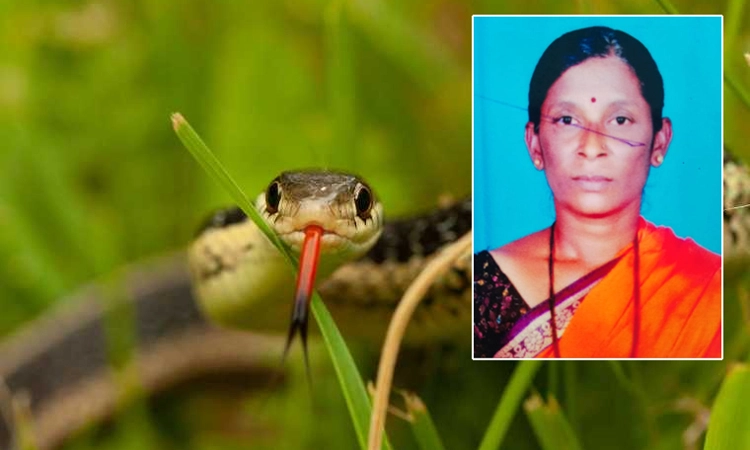 ಗದ್ದೆಯಲ್ಲಿ ಕೆಲಸ ಮಾಡುತ್ತಿದ್ದ ಮಹಿಳೆಗೆ ಕಚ್ಚಿದ ಹಾವು… ಚಿಕಿತ್ಸೆ ಫಲಕಾರಿಯಾಗದೆ ಮೃತ್ಯು
