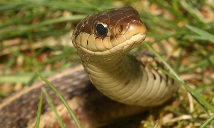 Snake: ಹಾವು ಕಚ್ಚಿದ್ರು ಮುಳ್ಳು ಚುಚ್ಚಿದೆ ಎಂದು ಮಲಗಿದ್ದ ವ್ಯಕ್ತಿ ಬೆಳಗಾಗುತ್ತಲೇ ಮೃತ್ಯು