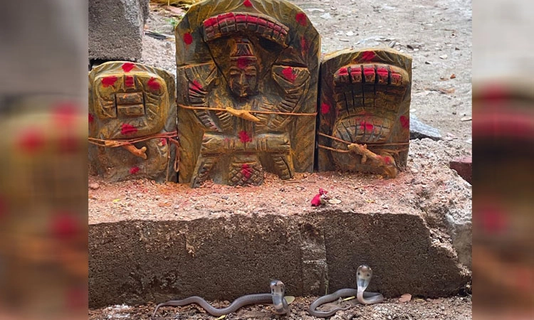 Chikkaballapur ನಾಗನಕಲ್ಲುಗಳ ಎದುರು ನಾಗರಹಾವುಗಳ ಪ್ರತ್ಯಕ್ಷ