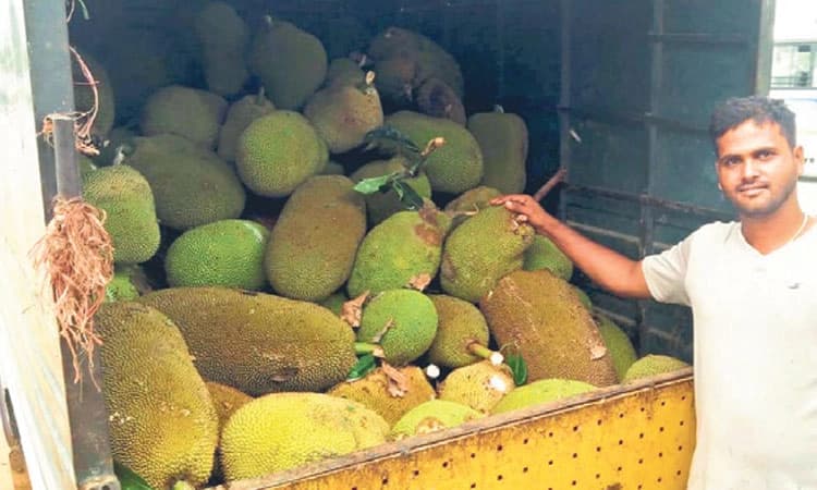 Jackfruit: ಹಲಸಿನ ಹಣ್ಣಿನ ಬೆಲೆ ದುಬಾರಿ, ರೈತರ ಸಂತಸ